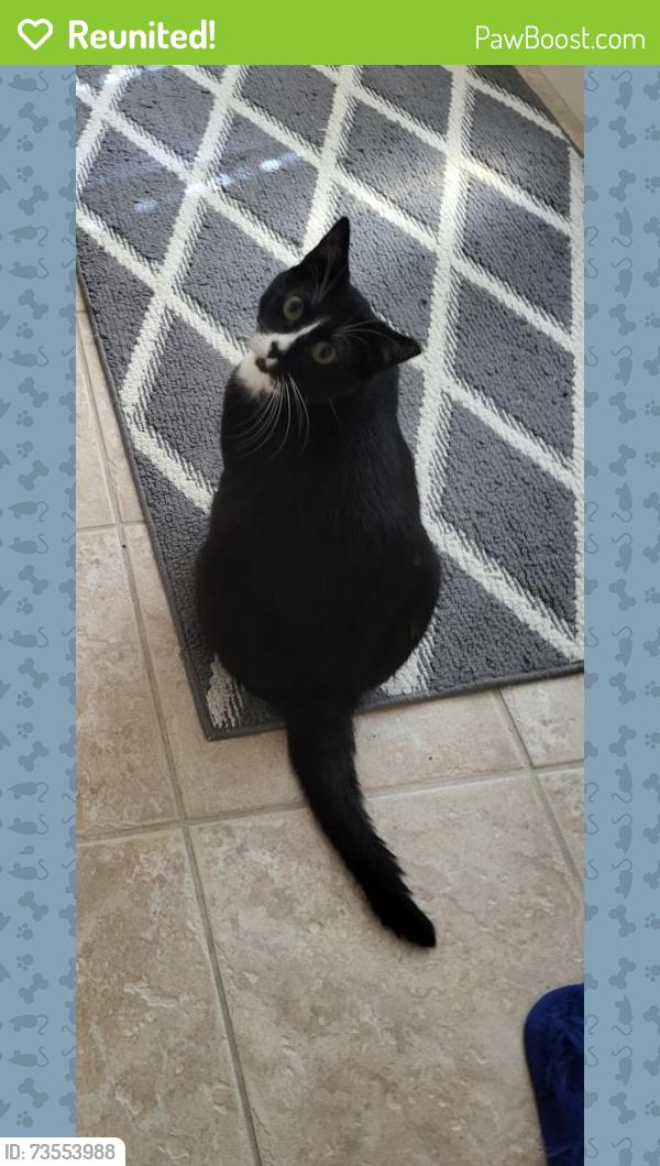 Reunited Female Cat last seen Hesperia, Hesperia, CA 92344