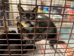 Shelter Stray Female Cat last seen Hoeke Lane, AUSTIN, TX, 78744, 7201 Levander Loop bldg a, Austin, TX 78702, USA