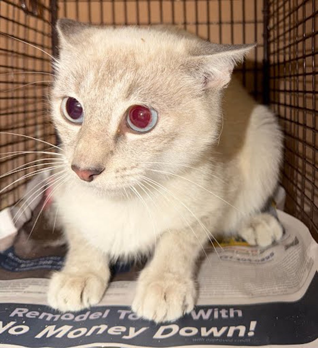 Shelter Stray Unknown Cat last seen Near Mansell Avenue, AUSTIN, TX, 78721, 7201 Levander Loop bldg a, Austin, TX 78702, USA