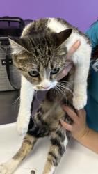 Shelter Stray Female Cat last seen Near S Ontario Drive, SALT LAKE CITY, UT, 84104, 511 W 3900 S, Salt Lake City, UT 84123, USA