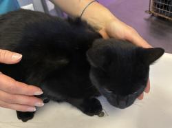Shelter Stray Female Cat last seen Near S Ontario Drive, SALT LAKE CITY, UT, 84104, 511 W 3900 S, Salt Lake City, UT 84123, USA