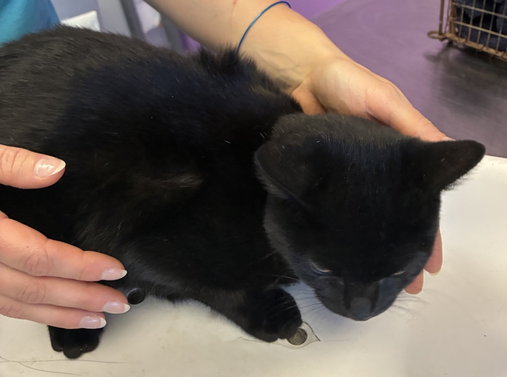 Shelter Stray Female Cat last seen Near S Ontario Drive, SALT LAKE CITY, UT, 84104, 511 W 3900 S, Salt Lake City, UT 84123, USA