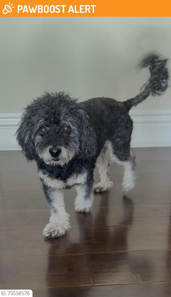 Found/Stray Male Dog last seen Huntington Beach Dog Beach, Huntington Beach, CA 92648