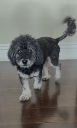 Found/Stray Male Dog last seen Huntington Beach Dog Beach, Huntington Beach, CA 92648