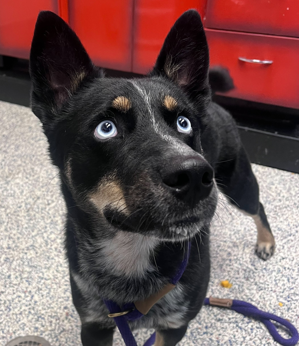 Shelter Stray Male Dog last seen Near W Ida Ave Unit #207, Littleton, CO, 80127, 580 McIntyre St, Golden, CO 80401, USA