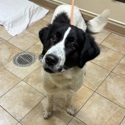 Shelter Stray Female Dog last seen Division / 302nd Troutdale, GRESHAM, OR, 97080, 1700 W Historic Columbia River Hwy, Troutdale, OR 97060, USA