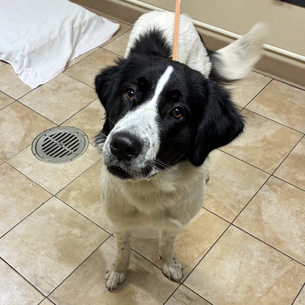 Shelter Stray Female Dog last seen Division / 302nd Troutdale, GRESHAM, OR, 97080, 1700 W Historic Columbia River Hwy, Troutdale, OR 97060, USA