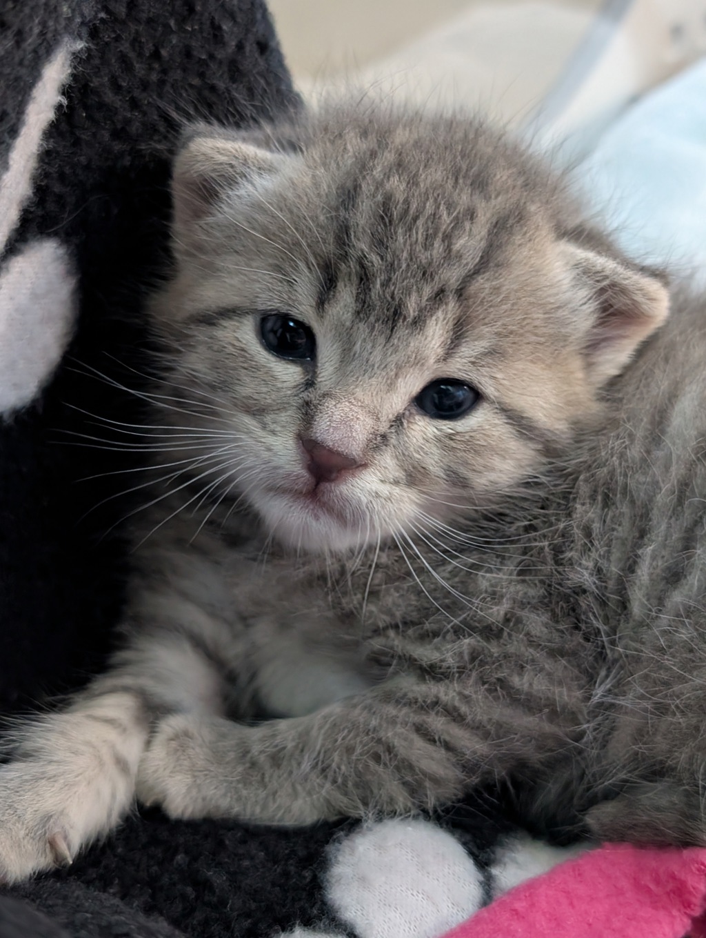 Shelter Stray Female Cat last seen Near Egret Rd, LIVERMORE, CA, 94550, 4651 Gleason Dr, Dublin, CA 94568, USA