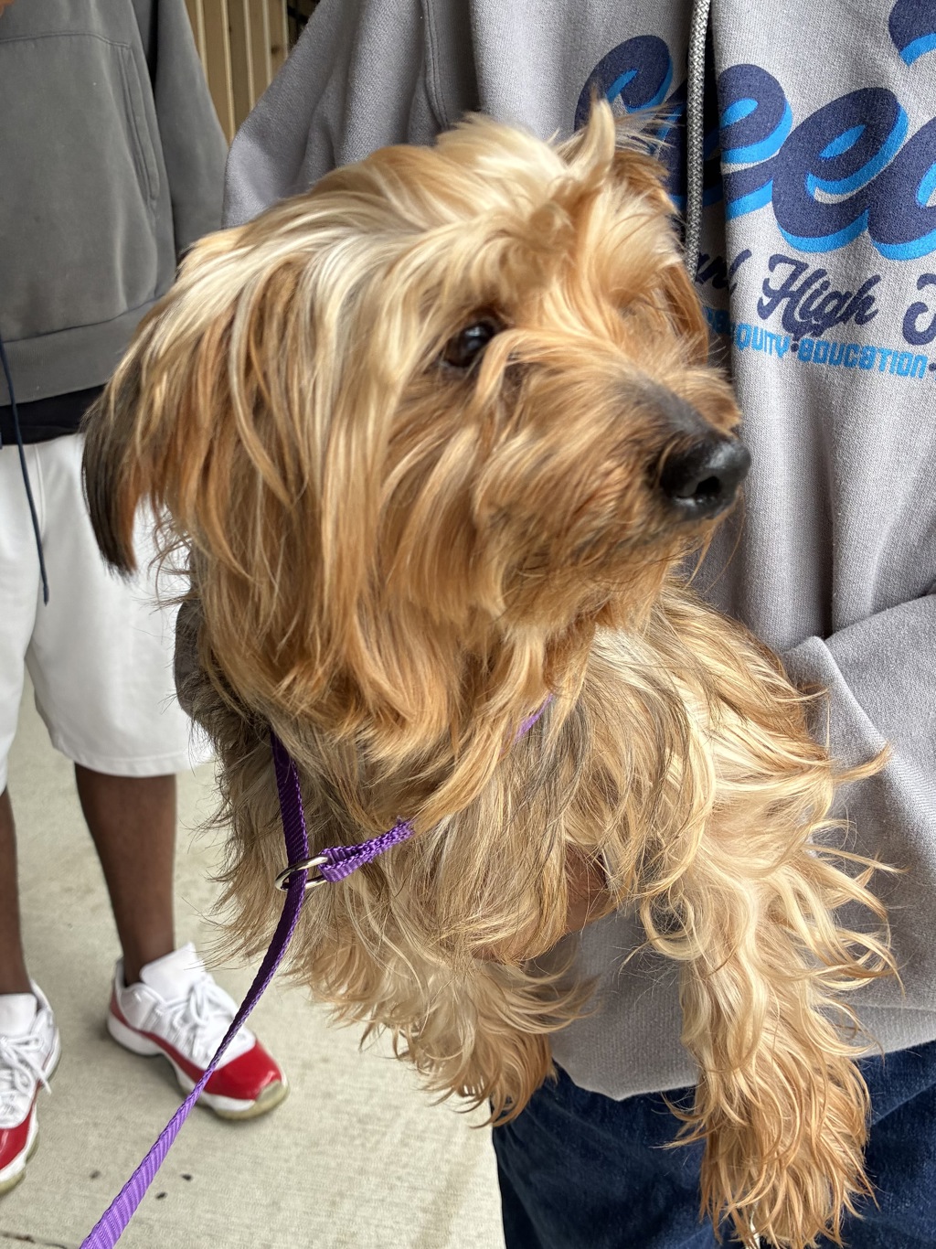 Shelter Stray Unknown Dog last seen NE Columbia/Cully, 1700 W Historic Columbia River Hwy, Troutdale, OR 97060, USA