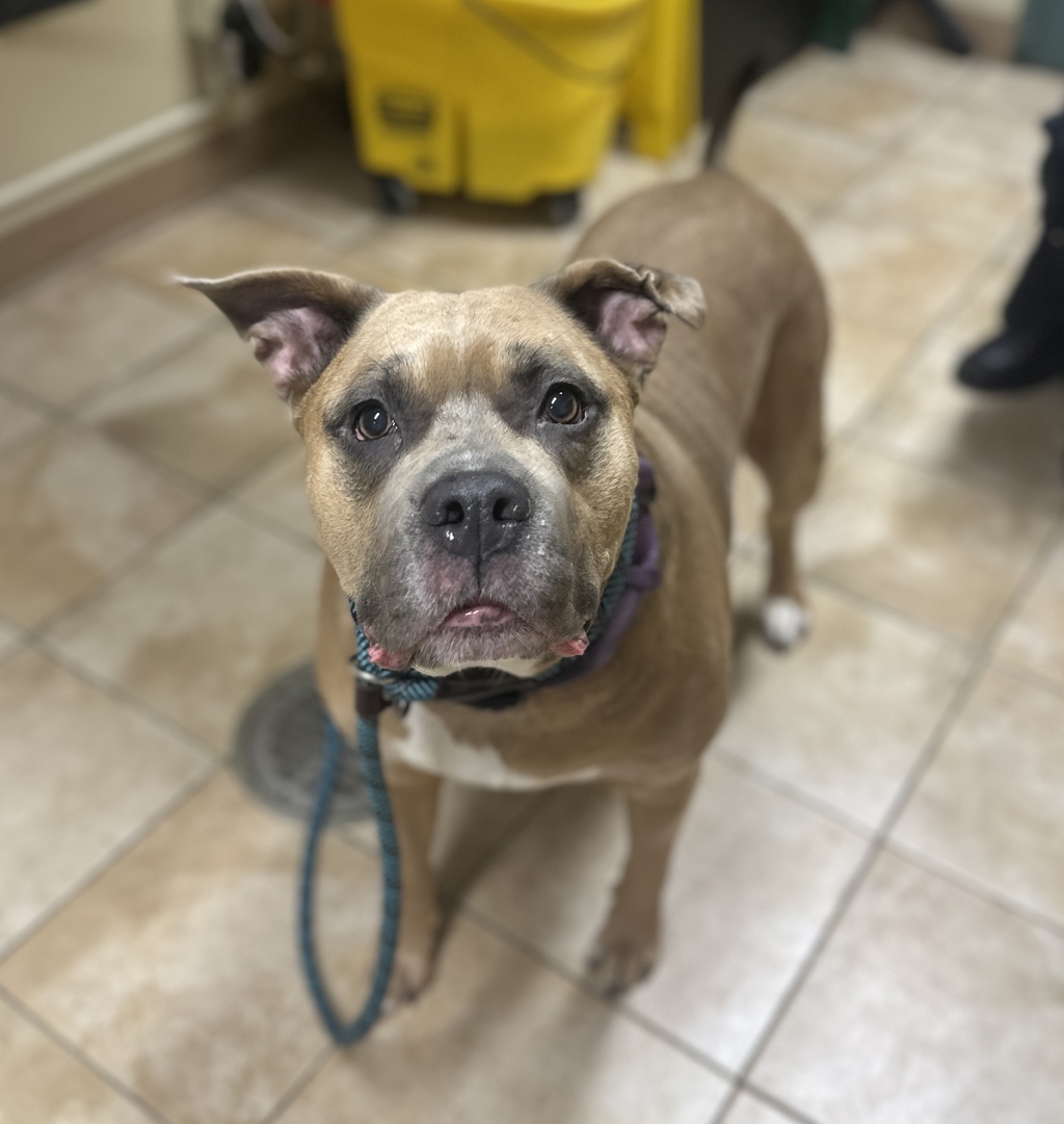 Shelter Stray Female Dog last seen Alder/ 171st, OR, 1700 W Historic Columbia River Hwy, Troutdale, OR 97060, USA