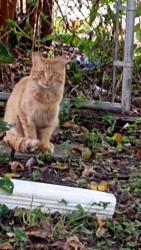 Found/Stray Unknown Cat last seen Florida and Lincolnwood Dr, Urbana, IL 61802