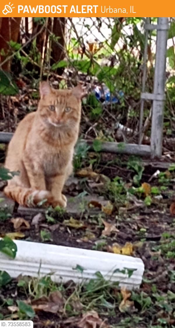 Found/Stray Unknown Cat last seen Florida and Lincolnwood Dr, Urbana, IL 61802