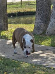Found/Stray Female Dog last seen Silverleaf at the park!, Garland, TX 75043
