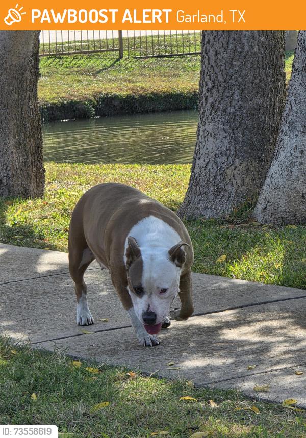 Found/Stray Female Dog last seen Silverleaf at the park!, Garland, TX 75043