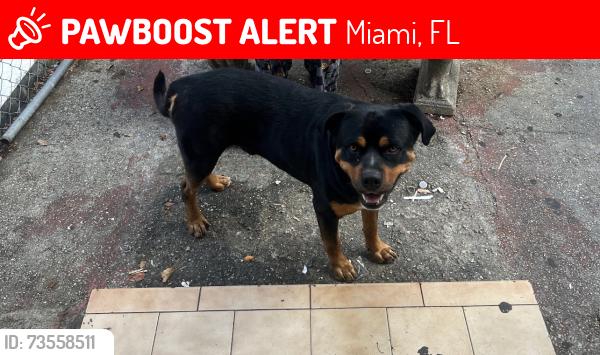 Lost Male Dog last seen 1166nw 29th st, Miami, FL 33127
