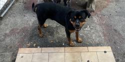 Lost Male Dog last seen 1166nw 29th st, Miami, FL 33127