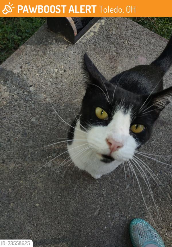 Found/Stray Unknown Cat last seen Cloverdale and lewis, Toledo, OH 43612