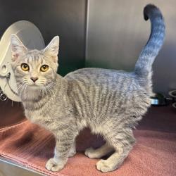 Shelter Stray Male Cat last seen , 54687 Co Rd 19, Bristol, IN 46507, USA
