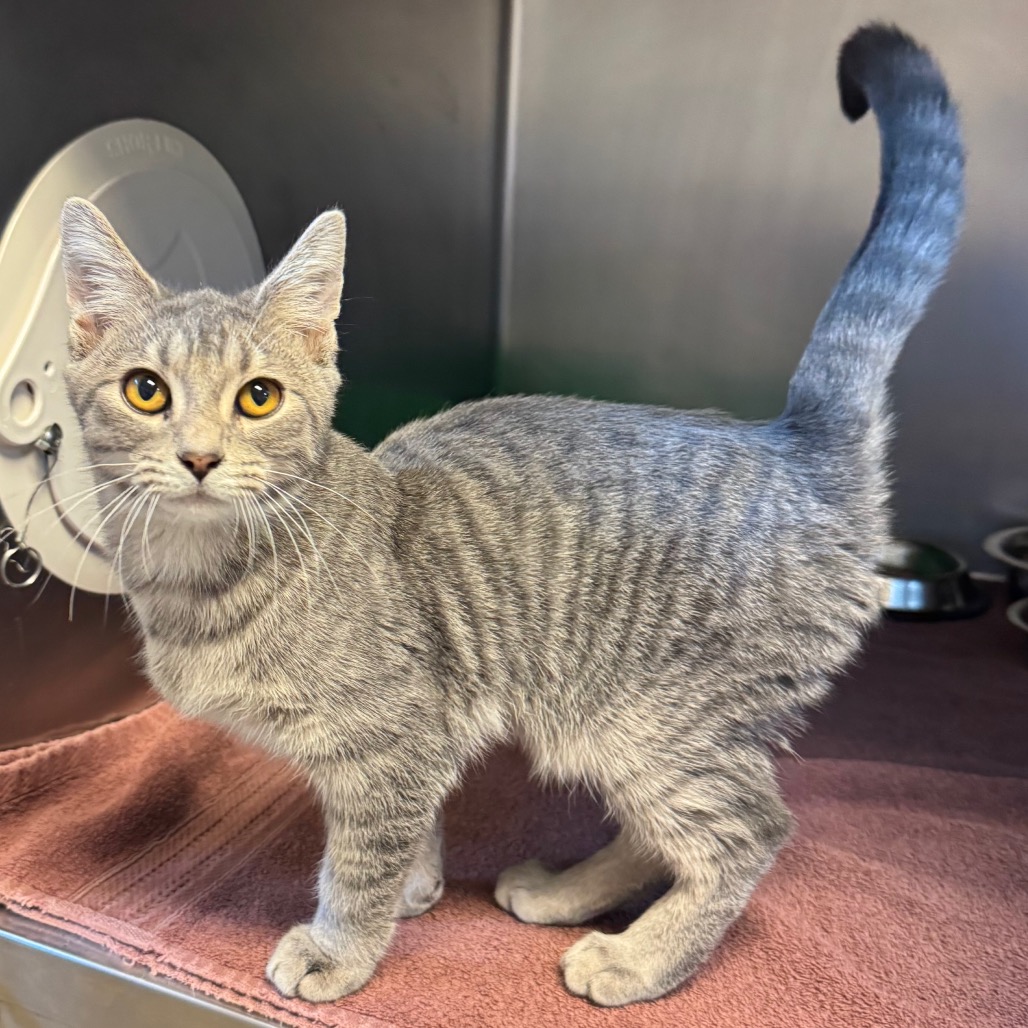 Shelter Stray Male Cat last seen , 54687 Co Rd 19, Bristol, IN 46507, USA