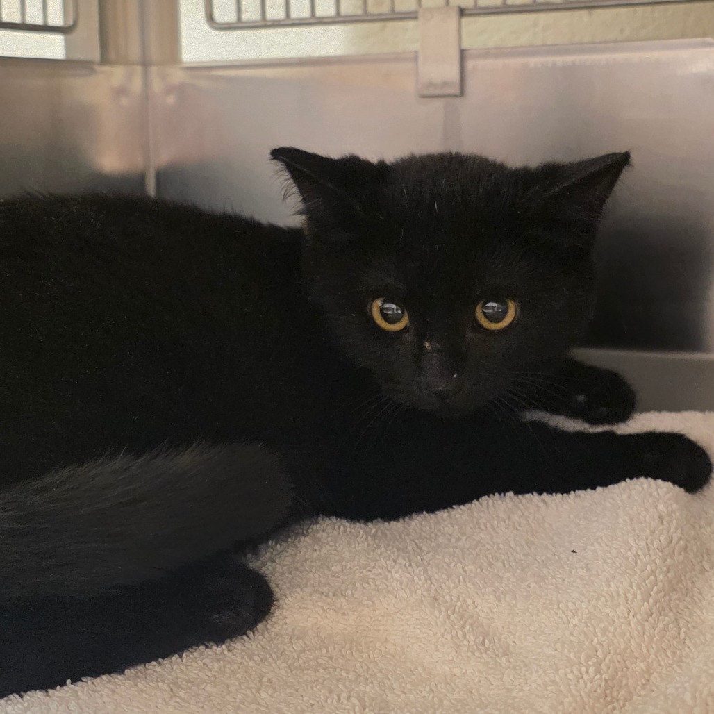 Shelter Stray Female Cat last seen , 54687 Co Rd 19, Bristol, IN 46507, USA