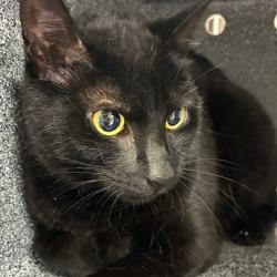 Shelter Stray Female Cat last seen , 124 Evergreen Ave, Newark, NJ 07114, USA