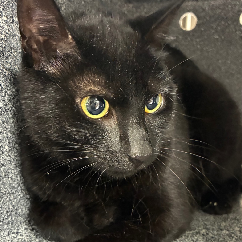 Shelter Stray Female Cat last seen , 124 Evergreen Ave, Newark, NJ 07114, USA
