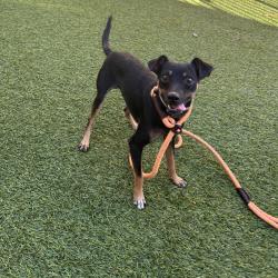 Shelter Stray Male Dog last seen , 12910 Yukon Ave, Hawthorne, CA 90250, USA