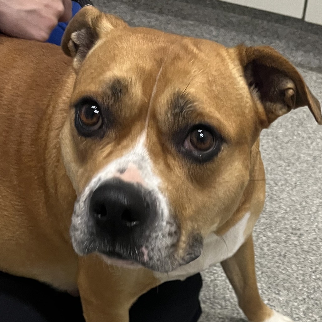 Shelter Stray Female Dog last seen , 21800 Central Ave, Matteson, IL 60443, USA