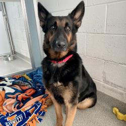 Shelter Stray Female Dog last seen , 21800 Central Ave, Matteson, IL 60443, USA