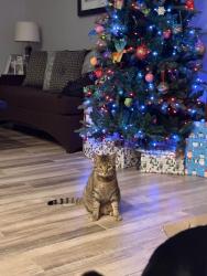 Reunited Female Cat last seen Near SW 146th Terrace, Miami, FL 33186, USA, Miami, FL 33186