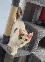Lost Female Cat last seen Commerce st, Lockbourne, OH 43137