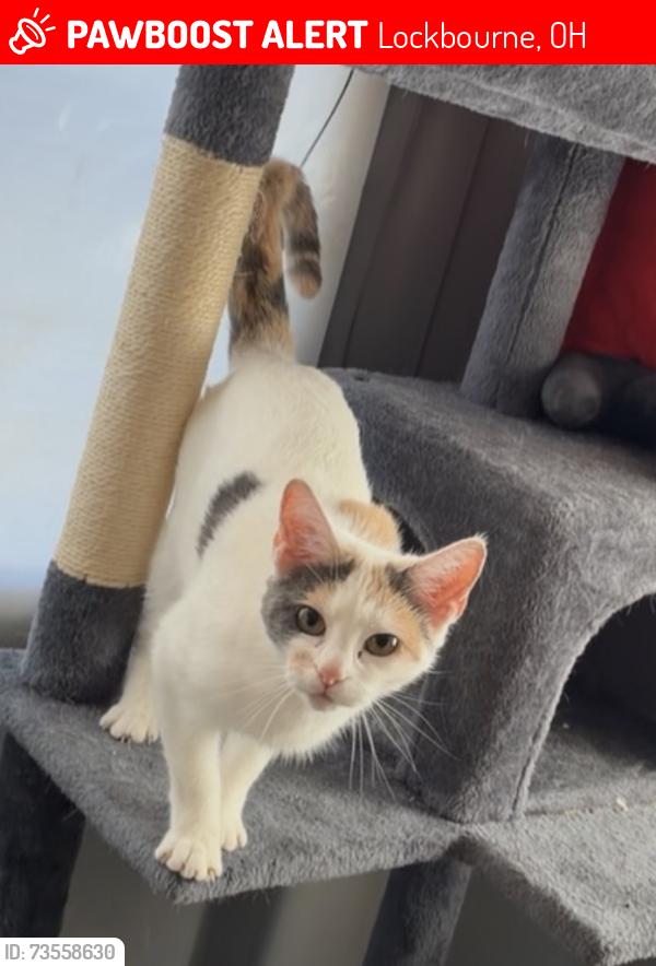 Lost Female Cat last seen Commerce st, Lockbourne, OH 43137