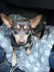 Found/Stray Male Dog last seen Long beach city college, Long Beach, CA 90831