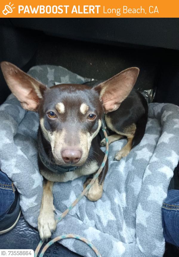 Found/Stray Male Dog last seen Long beach city college, Long Beach, CA 90831