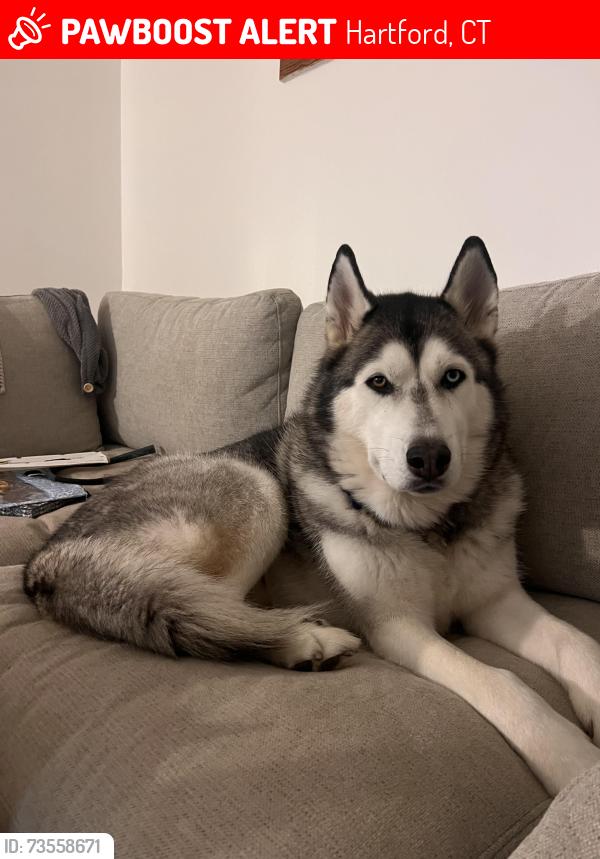 Lost Male Dog last seen Hillside Avenue, Hartford, CT 06106