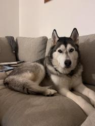 Lost Male Dog last seen Hillside Avenue, Hartford, CT 06106