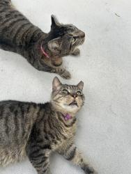 Reunited Male Cat last seen 152nd, Miami, FL 33186