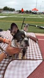 Lost Female Dog last seen Unknown, Cedar Creek, TX 78612