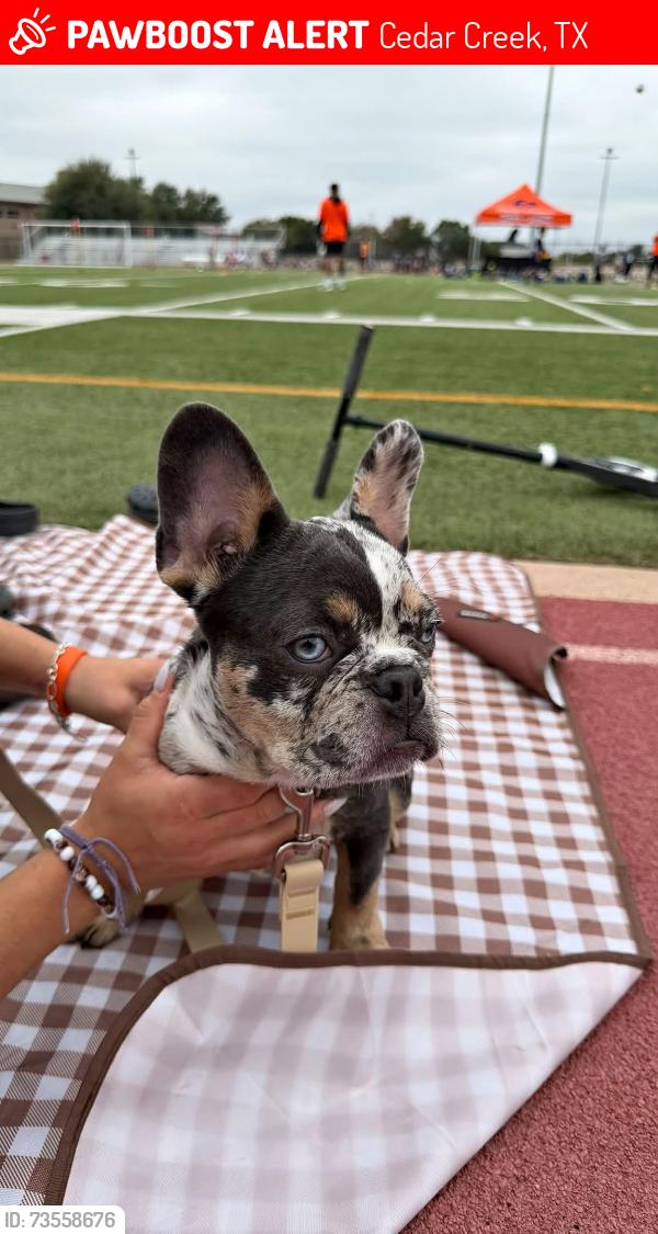 Lost Female Dog last seen Unknown, Cedar Creek, TX 78612