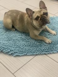 Lost Male Dog last seen King and Olmsted, Los Angeles, CA 90018