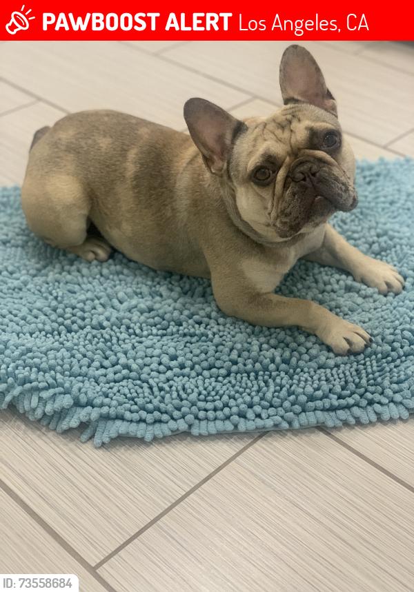 Lost Male Dog last seen King and Olmsted, Los Angeles, CA 90018