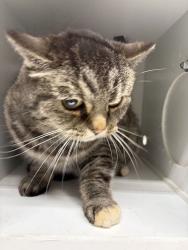Shelter Stray Female Cat last seen Near S 450 W, Clearfield, UT 84015, USA, 1422 E 600 N, Fruit Heights, UT 84037, USA