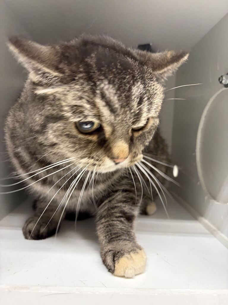 Shelter Stray Female Cat last seen Near S 450 W, Clearfield, UT 84015, USA, 1422 E 600 N, Fruit Heights, UT 84037, USA