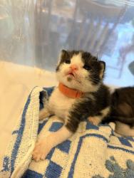 Shelter Stray Male Cat last seen Layton, UT, USA, 1422 E 600 N, Fruit Heights, UT 84037, USA