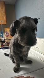 Reunited Male Dog last seen Near Meadows Ln, Las Vegas, NV 89107, USA, Las Vegas, NV 89107