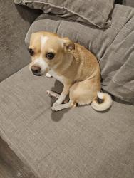 Reunited Female Dog last seen Boat club and Robertson Rd, Fort Worth, TX 76179