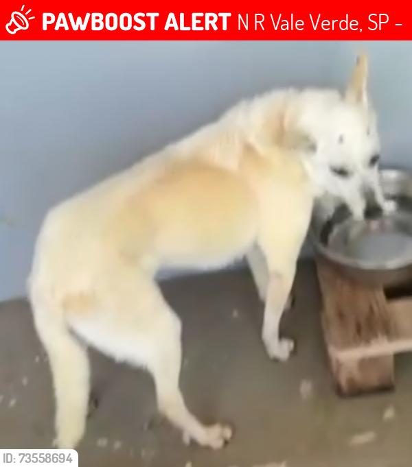 Lost Female Dog last seen Rua sylvio fumachi, N R Vale Verde, SP 13251-184
