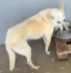 Lost Female Dog last seen Rua sylvio fumachi, N R Vale Verde, SP 13251-184