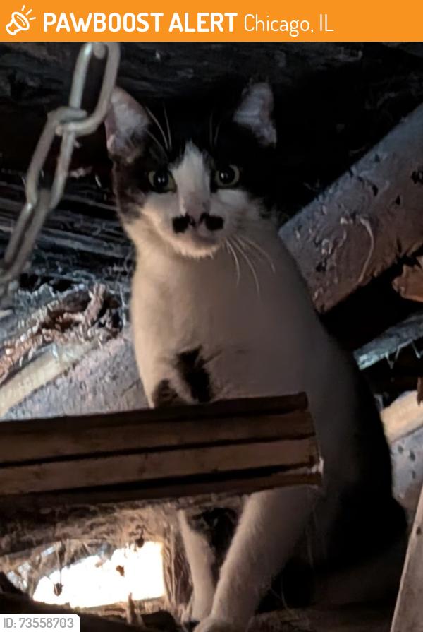 Found/Stray Unknown Cat last seen Logan Blvd and California Street, Chicago, IL 60647