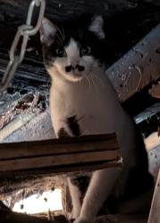 Found/Stray Unknown Cat last seen Logan Blvd and California Street, Chicago, IL 60647